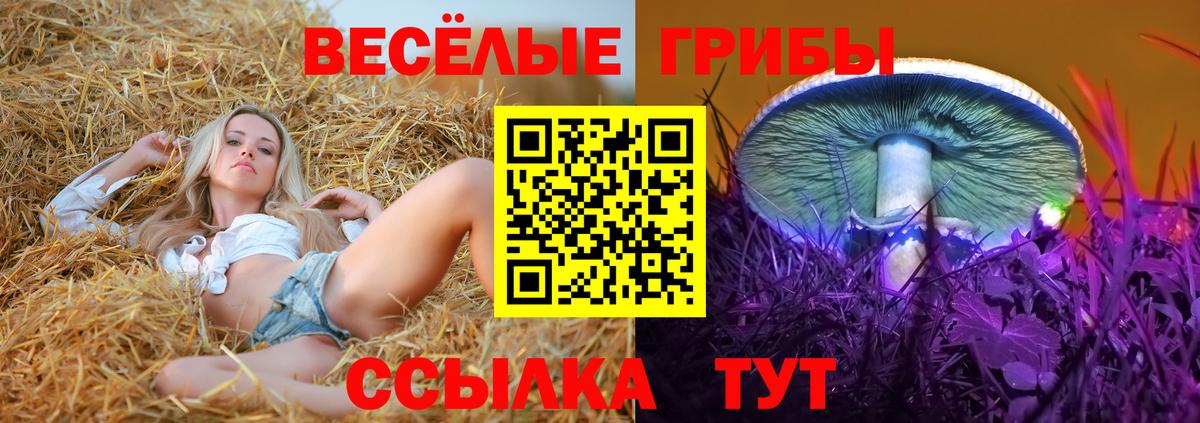 Псилоцибиновые грибы GOLDEN TEACHER Камышлов